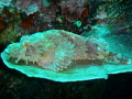   came across this scorpion fish while diving Bunaken island. He she was sitting plate coral looking like wanted be served But decided against took photo my Olympus tough instead island  